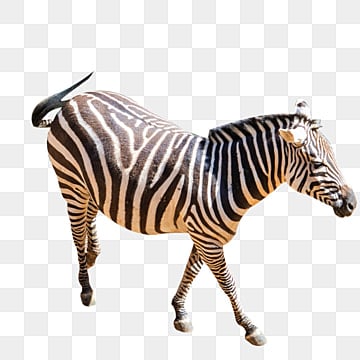 a zebra zebra clipart one animal png, Zebra Clipart, One zebras png image