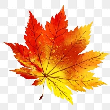 autumn and  maple leaves  drawn plant simple nature clipart autumn autumn leaf png, Nature Clipart, Autumn autumn maple leaves png picture