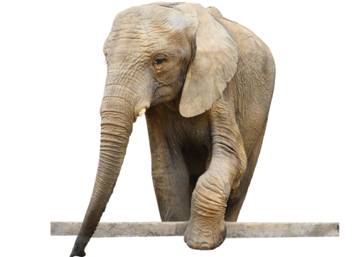 elephant realistic african animal vector elephant realistic realistic style png, Elephant, Realistic, Realistic Style PNG Image and Clipart