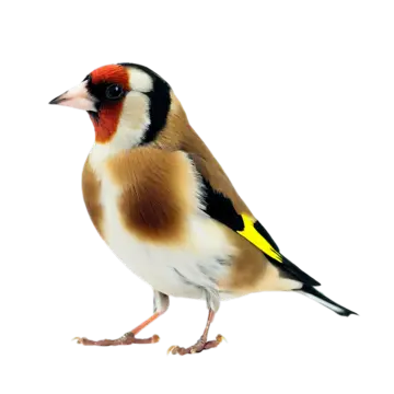 fullbody goldfinch bird isolated white background bird fly birds png, Bird, Fly, Birds PNG and PSD