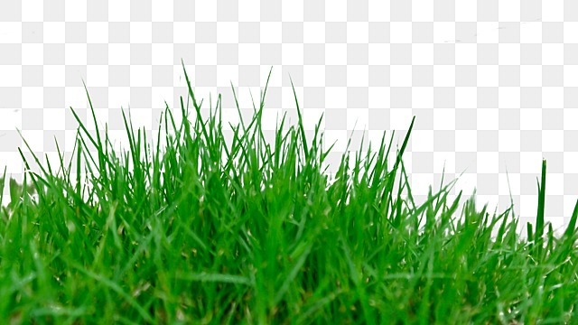 grass realistic green natural scenery realistic grass creativity png, Realistic, Grass nature scenery hd transparent