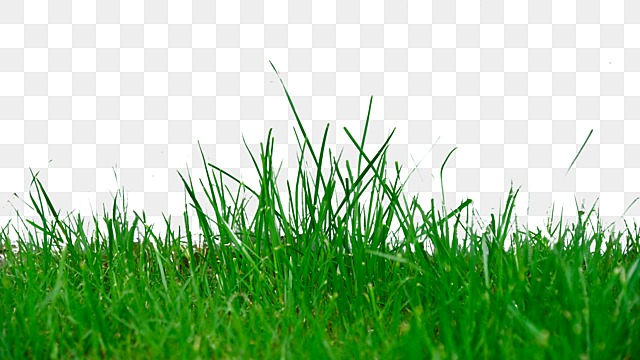 grass realistic green nature plant grass realistic lawn png, Grass, Realistic green grass plants png picture