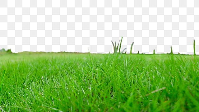 grass realistic green nature realistic grass real png, Realistic, Grass realistic grass png transparent