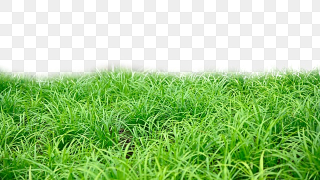 grass realistic green nature realistic grass layering png, Realistic, Grass realistic grass white transparent