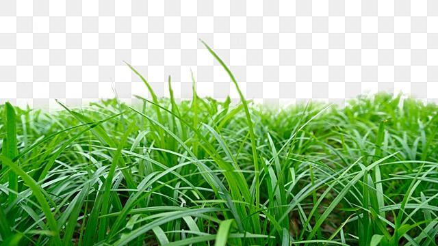 grass realistic green outdoor grass realistic green png, Grass, Realistic realistic grass hd transparent