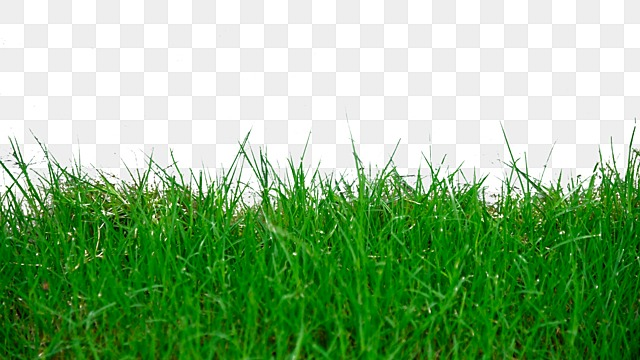 grass realistic green plants grass realistic green png, Grass, Realistic green grass plants white transparent