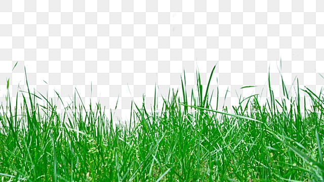 grass realistic green grass realistic scenery png, Grass, Realistic realistic grass png picture