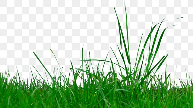 grass realistic green realistic grass natural png, Realistic, Grass realistic grass png image